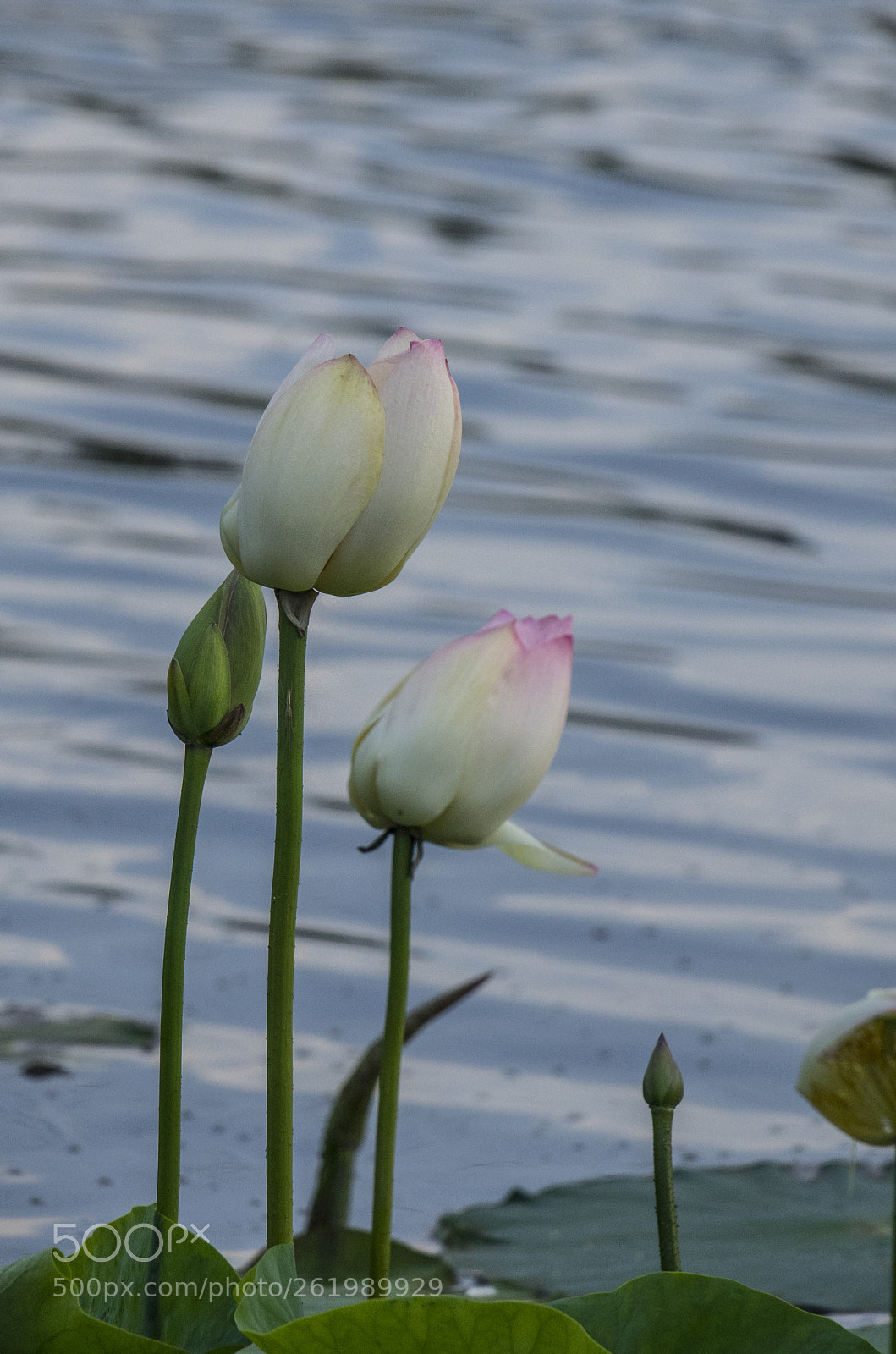 Sony Cyber-shot DSC-RX10 III sample photo. Lotus photography