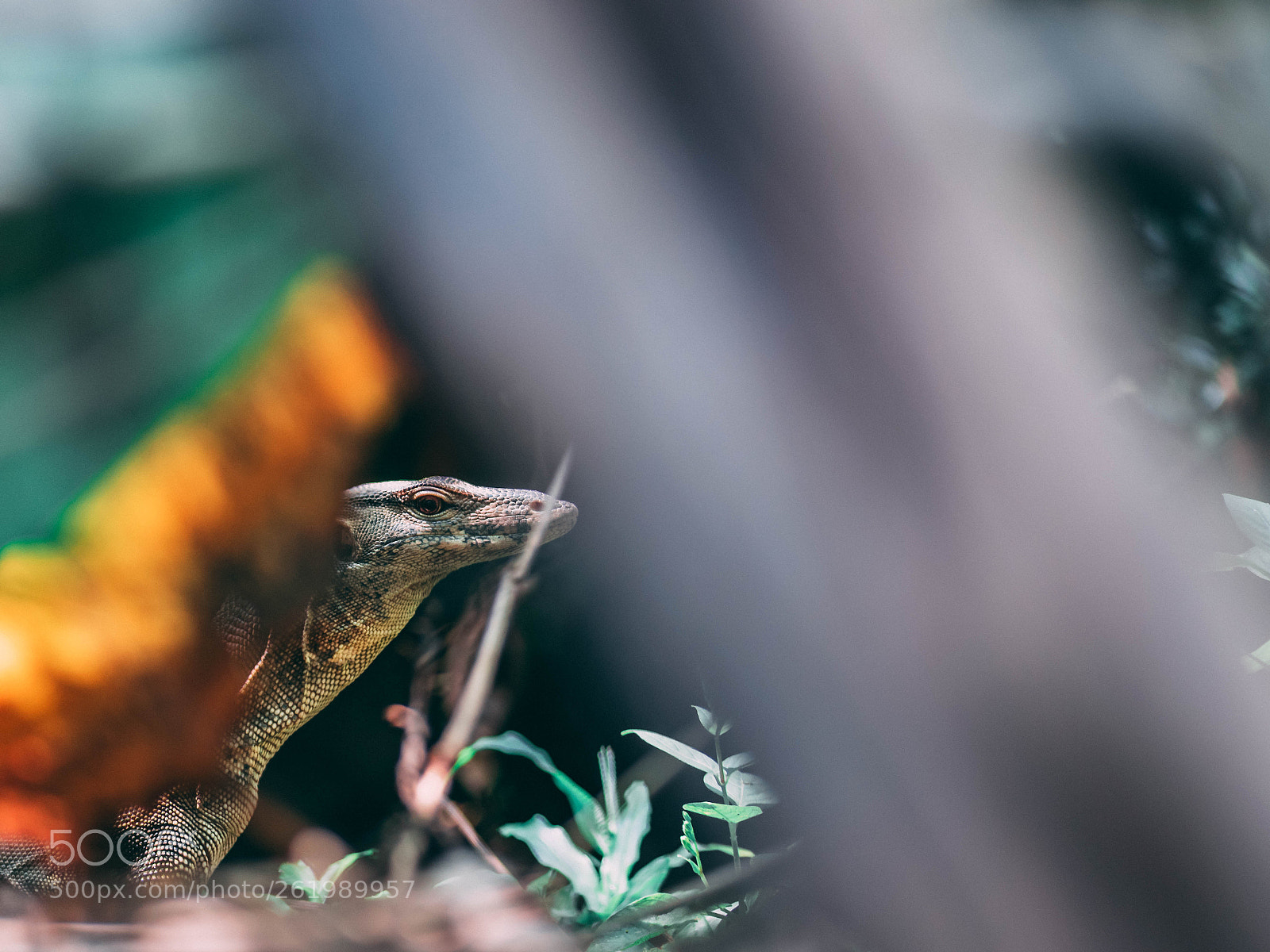 Nikon D5300 sample photo. Stalking the stalker photography