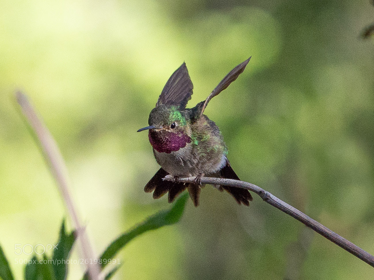 Olympus OM-D E-M10 II sample photo. Black-throated hummingbird photography