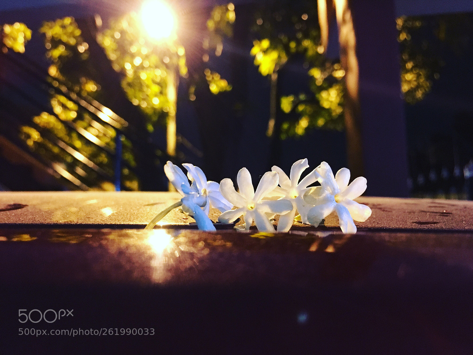Apple iPhone 6s Plus sample photo. Night jasmine  photography