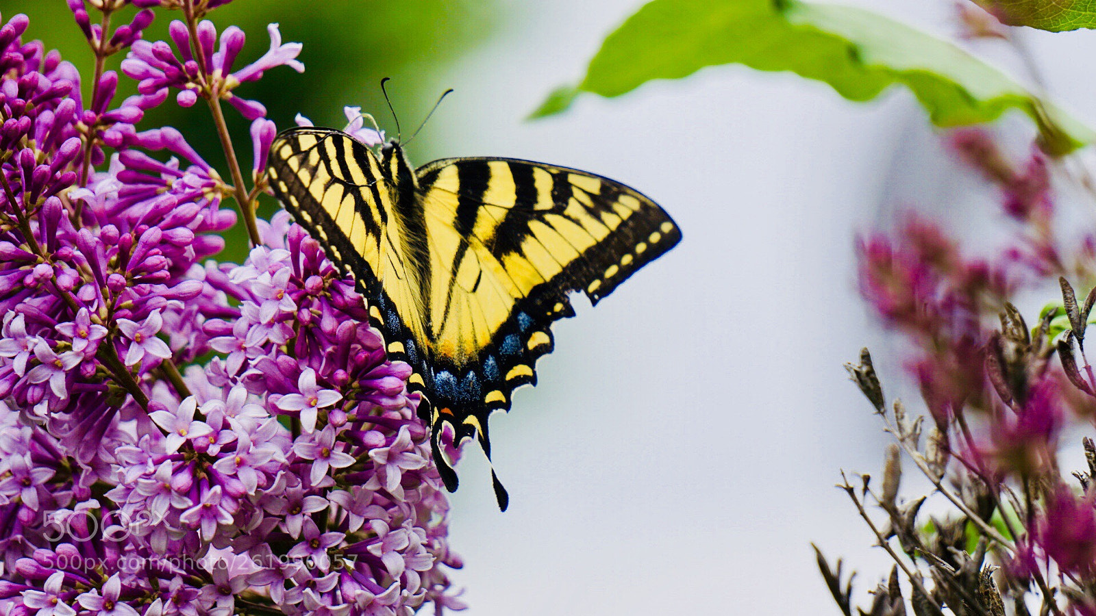 Sony a6000 sample photo. Swallowtail butterfly  photography
