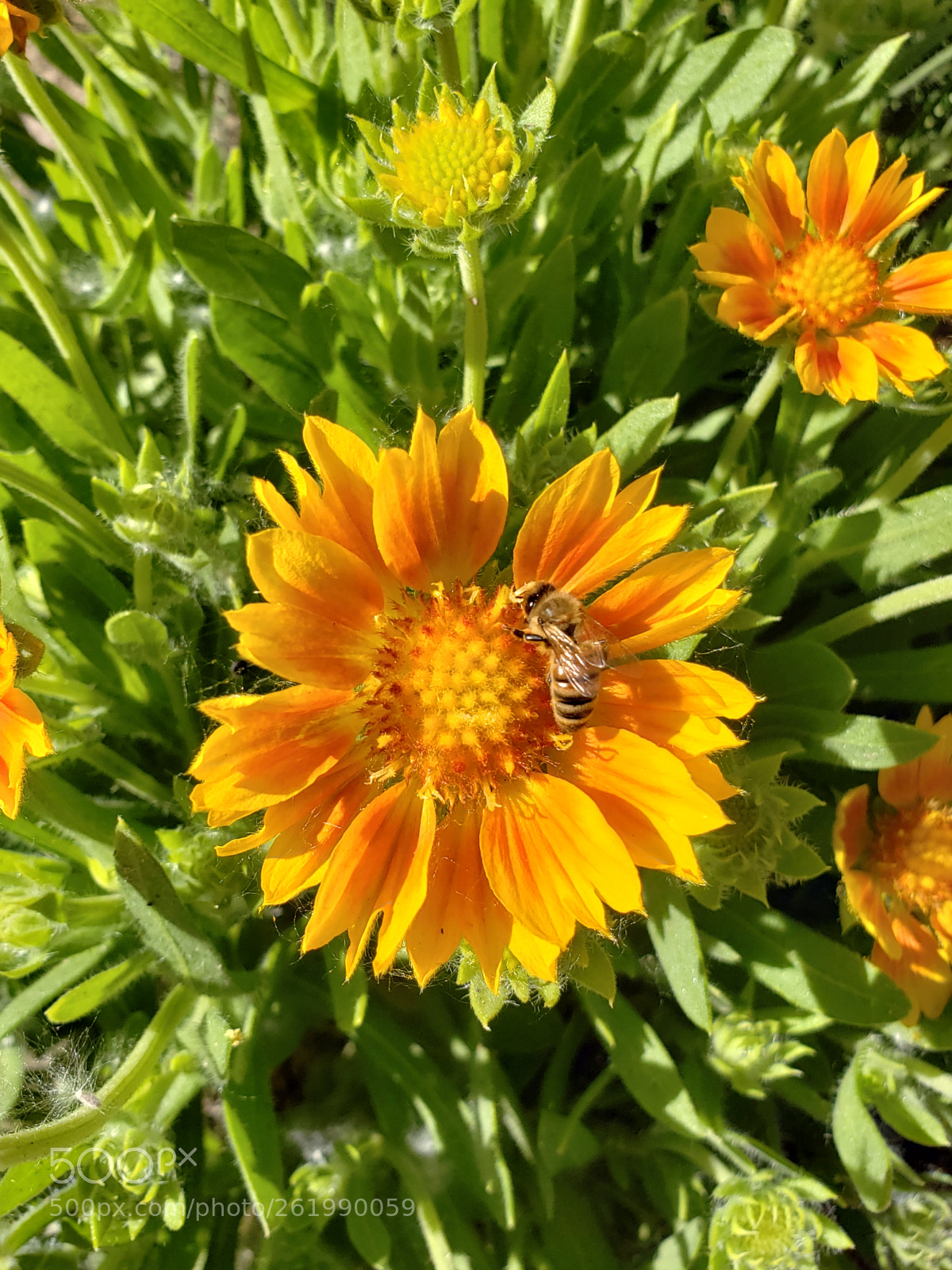 Samsung Galaxy S9+ sample photo. Honeybee in the pollinator's photography