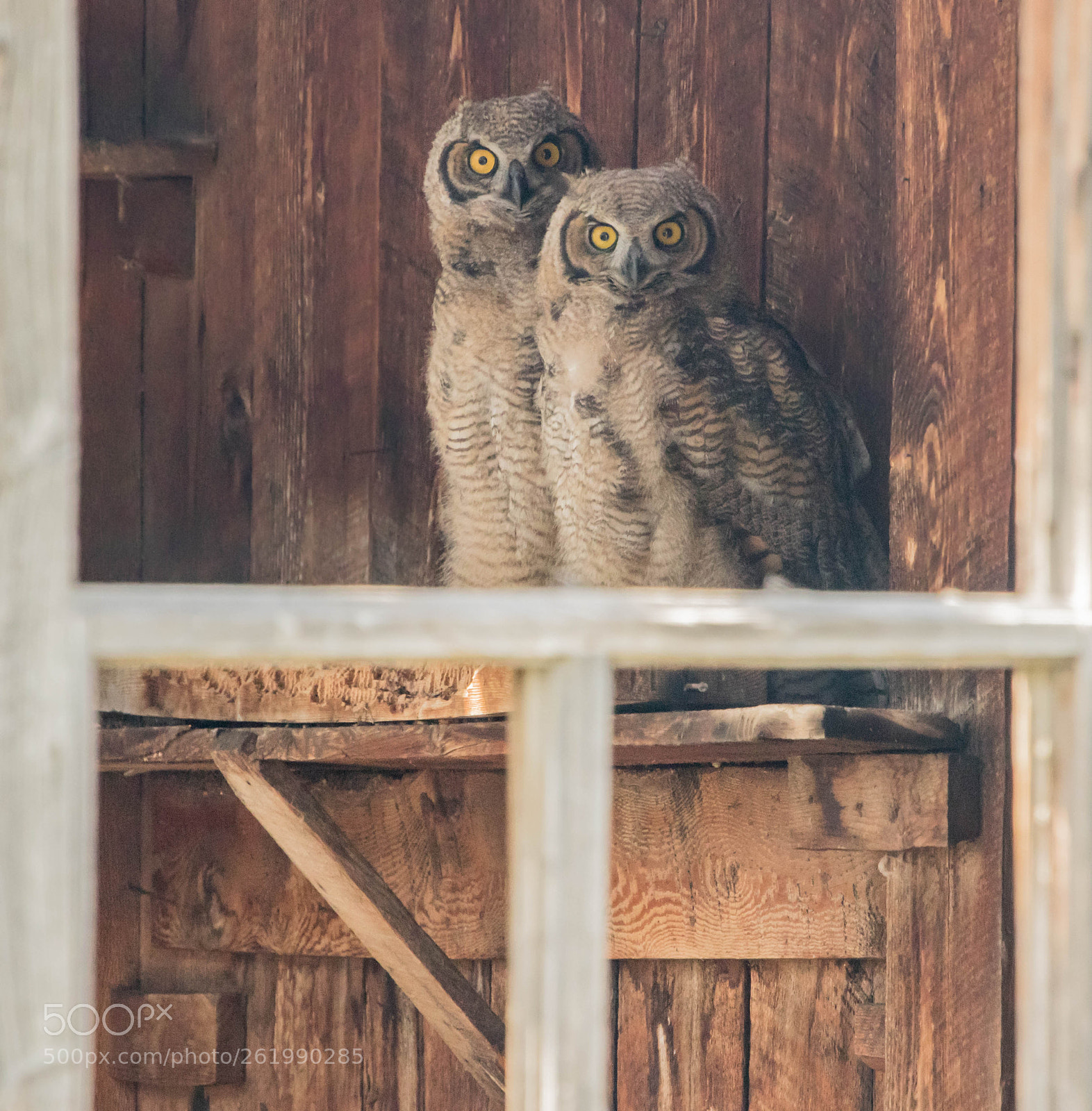 Canon EOS 7D Mark II sample photo. Two young great-horned owls photography