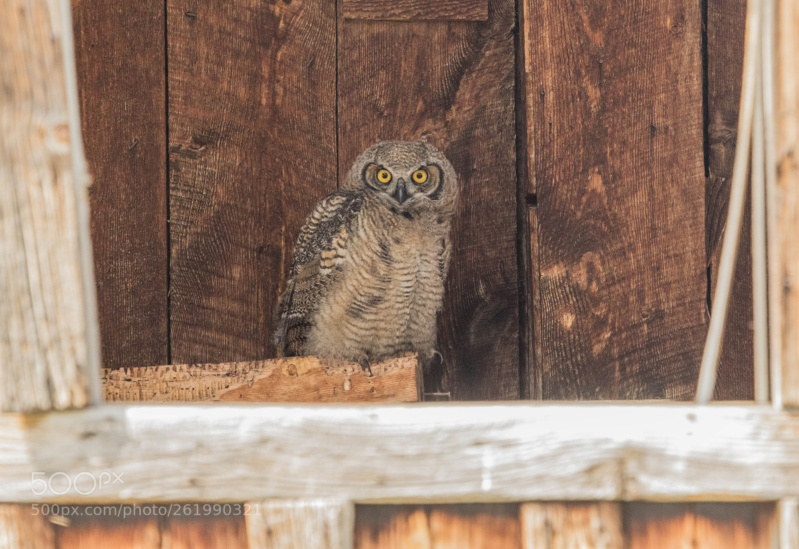 Canon EOS 7D Mark II sample photo. Who goes there! photography