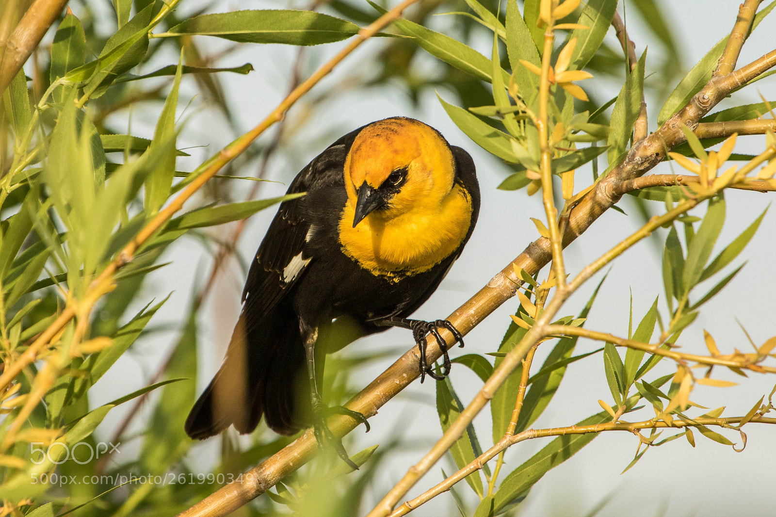 Canon EOS 7D Mark II sample photo. A yellow-headed blackbird photography