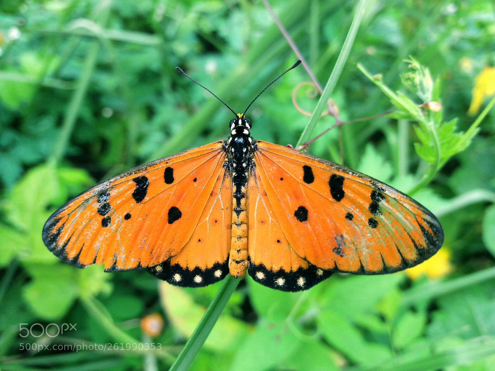 Samsung Galaxy J5 sample photo. Butterfly..!..0_০ photography