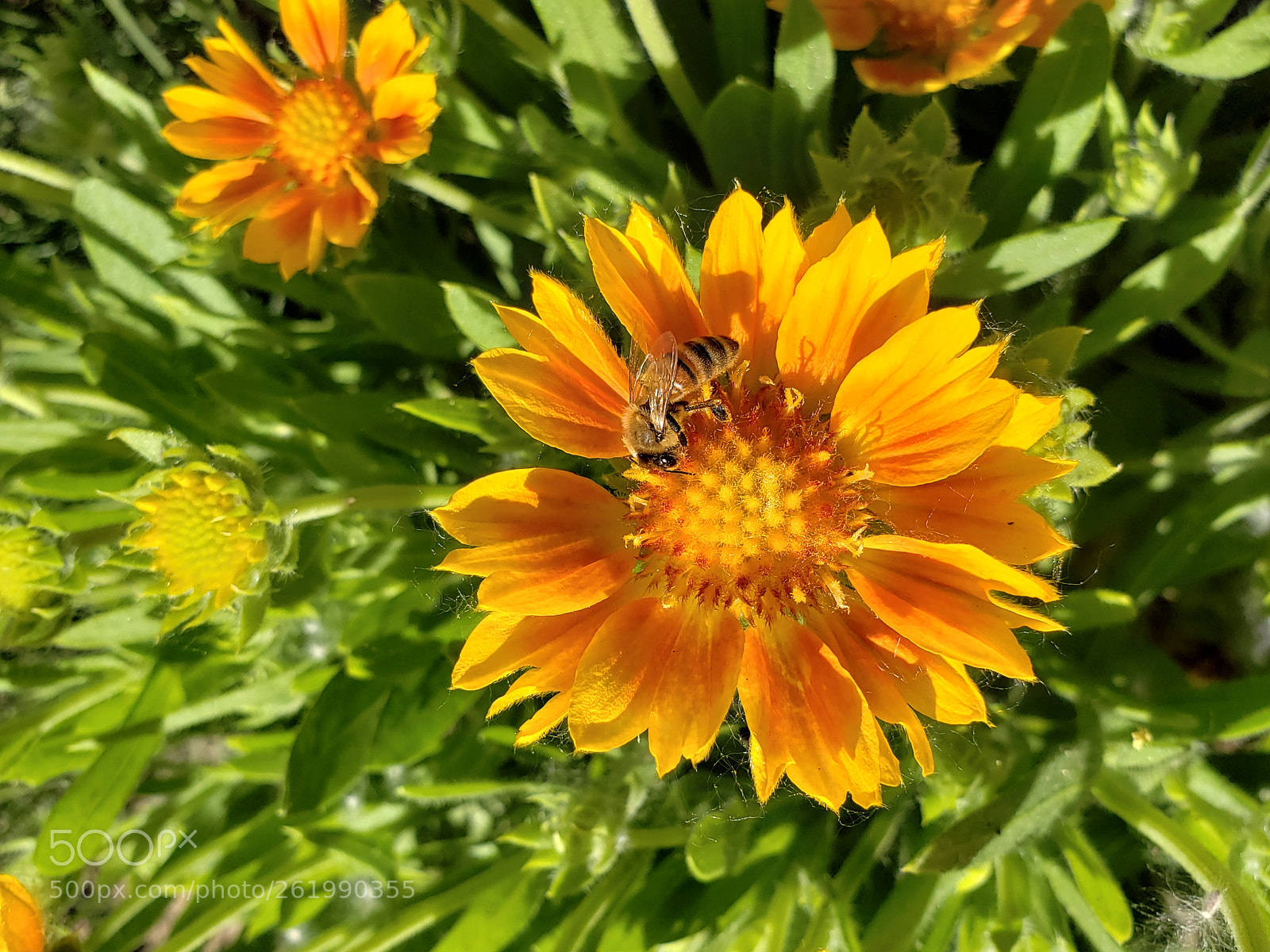 Samsung Galaxy S9+ sample photo. Honeybee photography