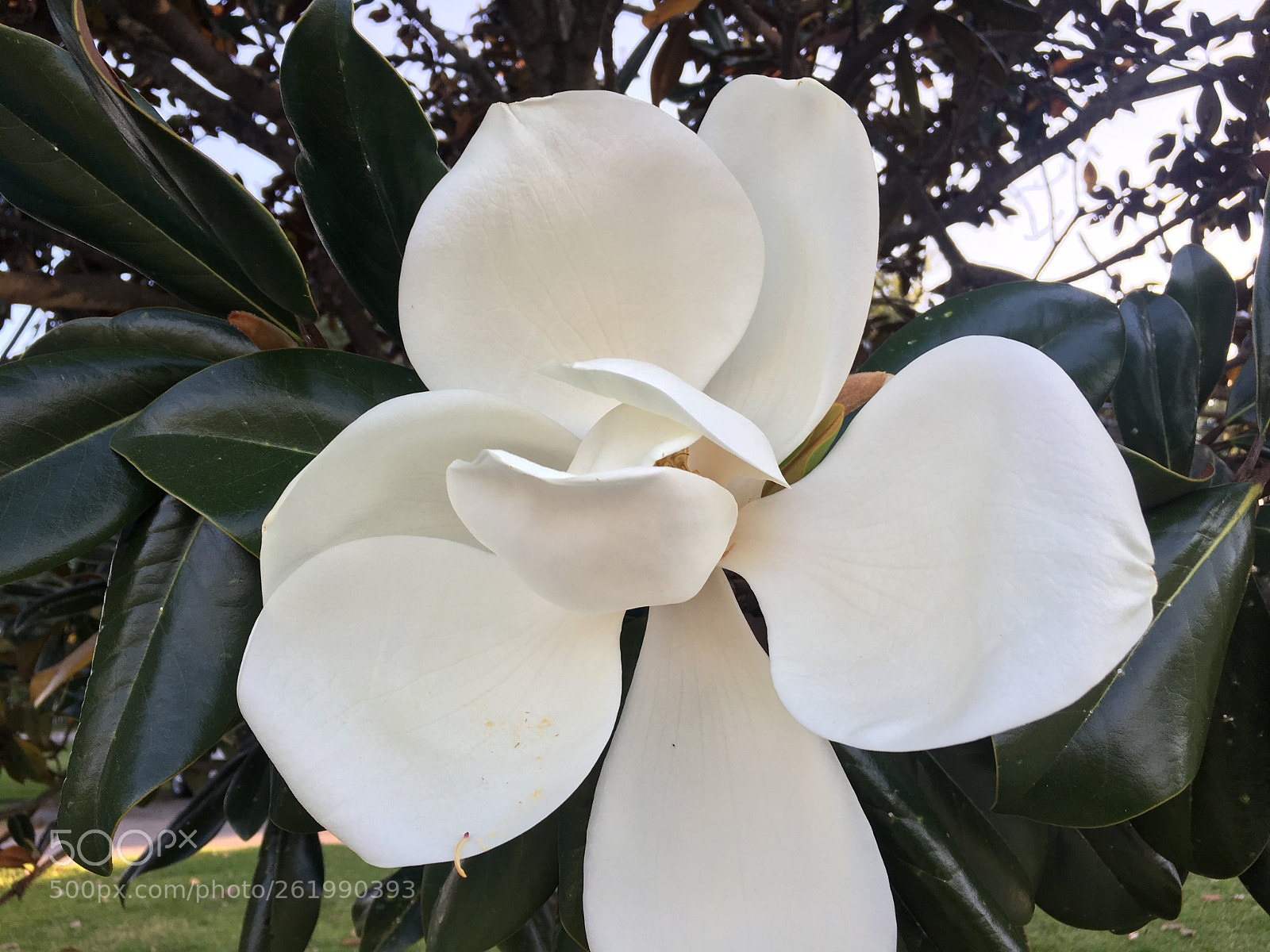 Apple iPhone 6s sample photo. Southern magnolia flower photography