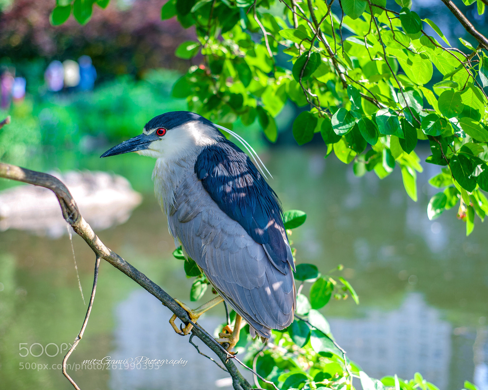 Nikon D850 sample photo. Black crown night heron photography