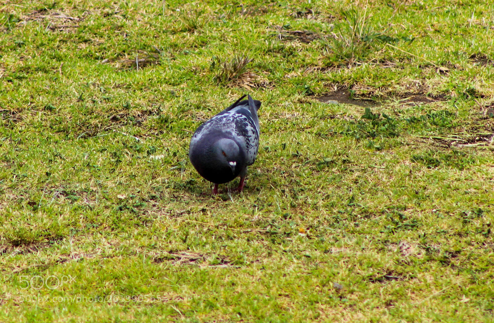 Canon EOS 1200D (EOS Rebel T5 / EOS Kiss X70 / EOS Hi) sample photo. Piggeon photography