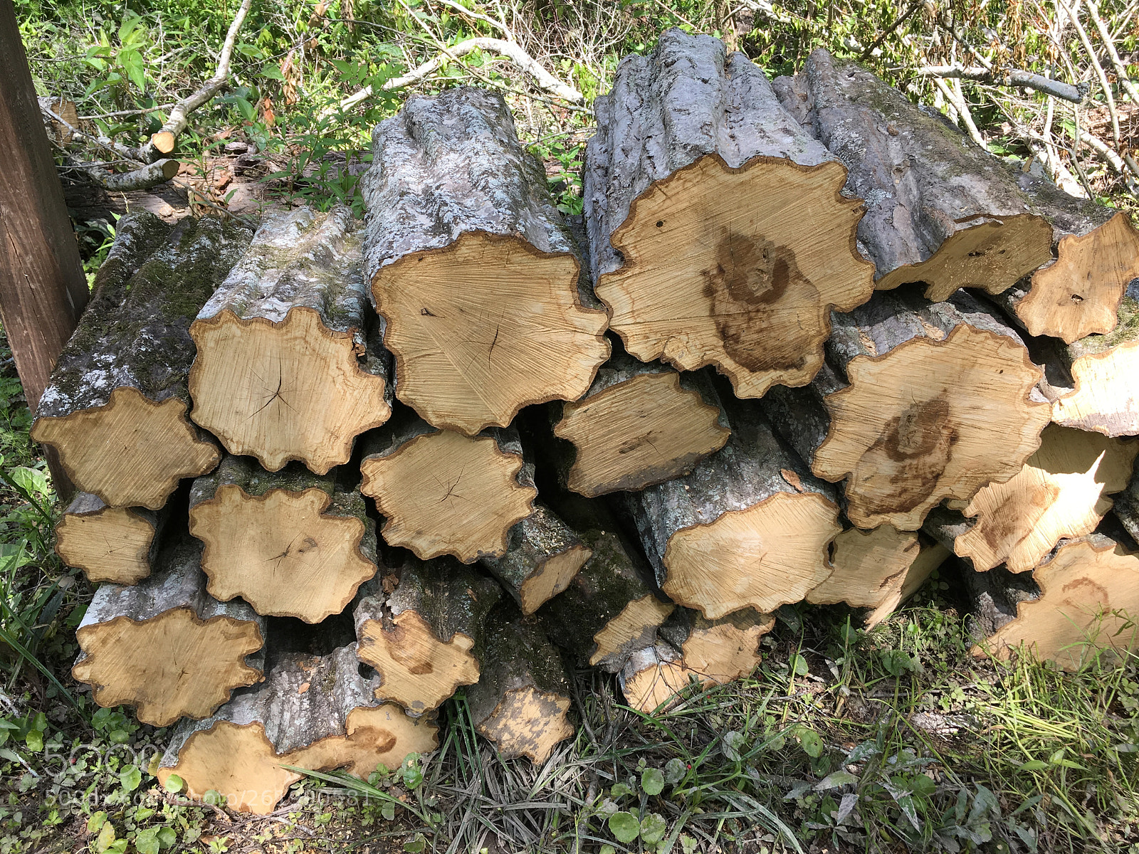 Apple iPhone 6s sample photo. Wavy-edged log pile photography
