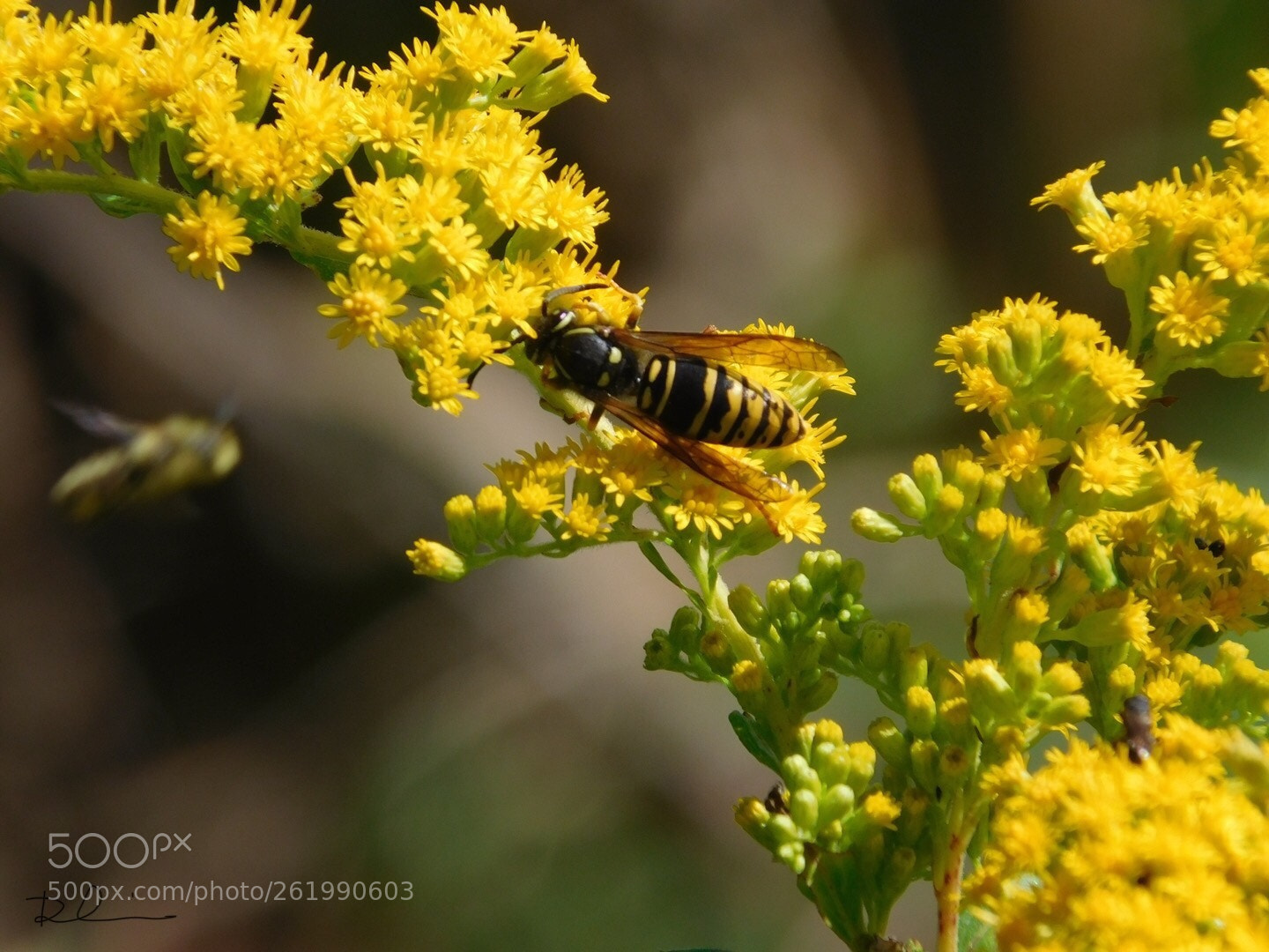 Nikon Coolpix L840 sample photo. Bee photography