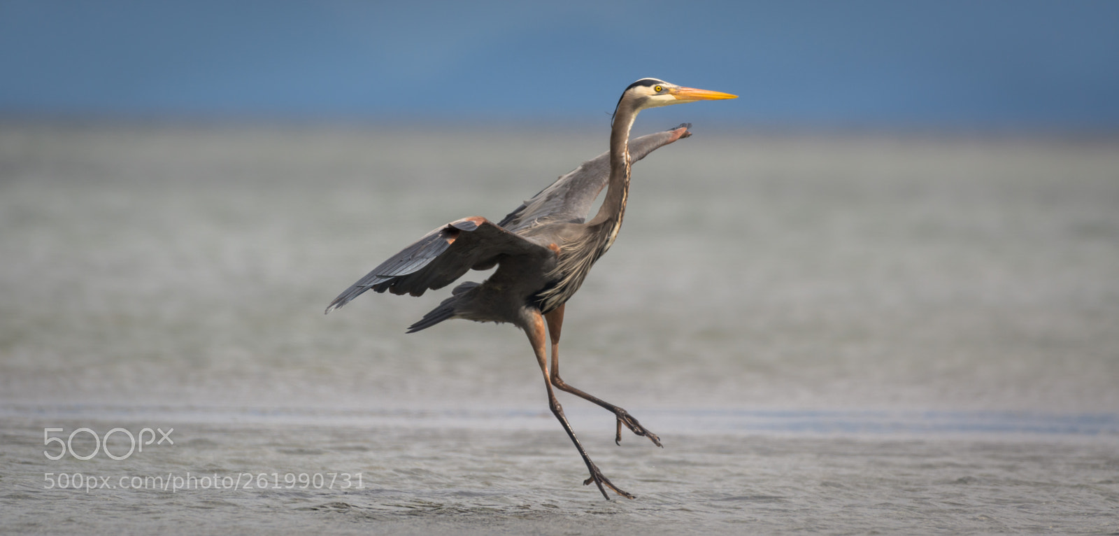 Nikon D7100 sample photo. Great blue heron landing photography