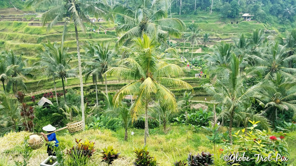 Samsung Galaxy S7 Edge sample photo. Rice terrace, ubud photography