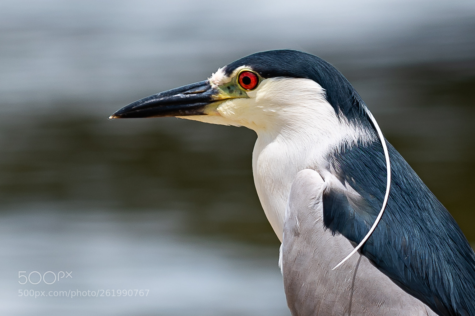 Nikon D810 sample photo. Black crowned night heron photography