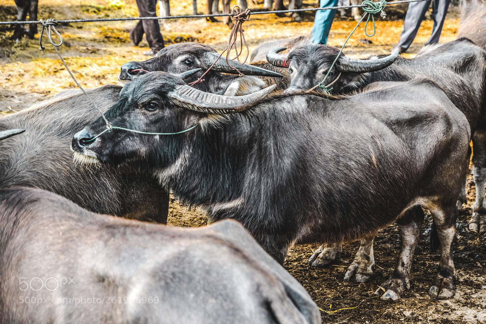 Sony SLT-A77 sample photo. Buffalo market photography