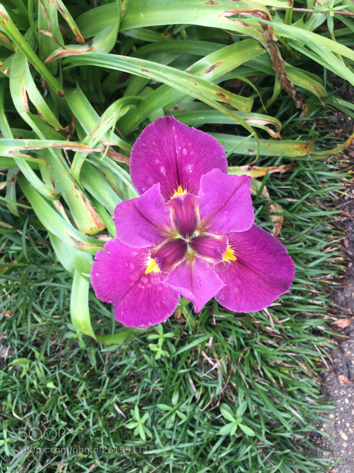 Apple iPhone 6s sample photo. Purple iris in bloom photography