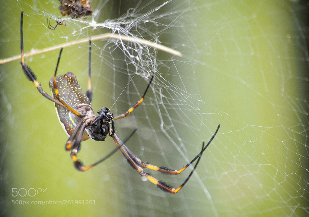 Nikon D90 sample photo. Spider photography