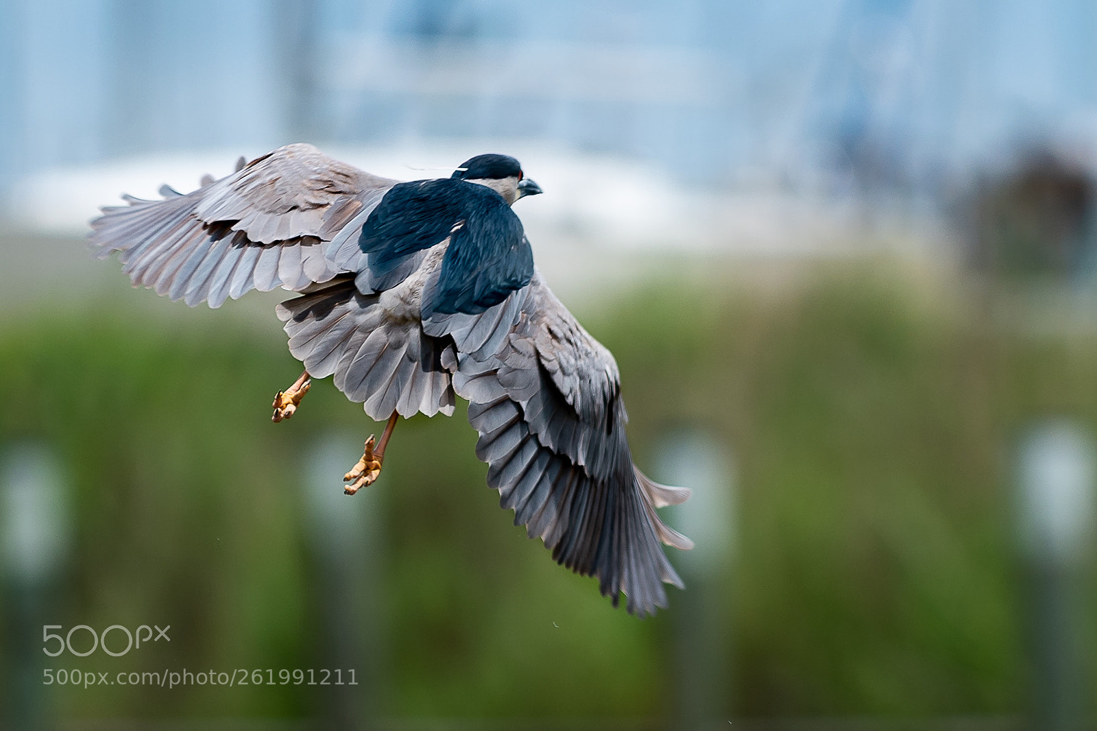 Nikon D810 sample photo. Taking flight photography