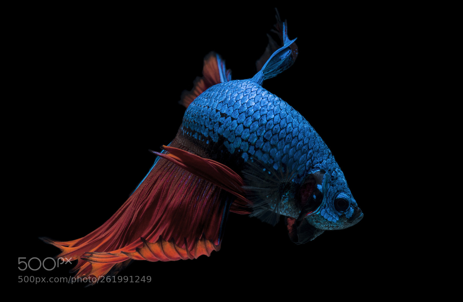 Nikon D810 sample photo. Betta blue photography