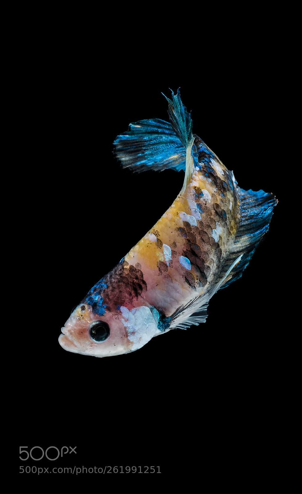 Nikon D750 sample photo. Betta photography