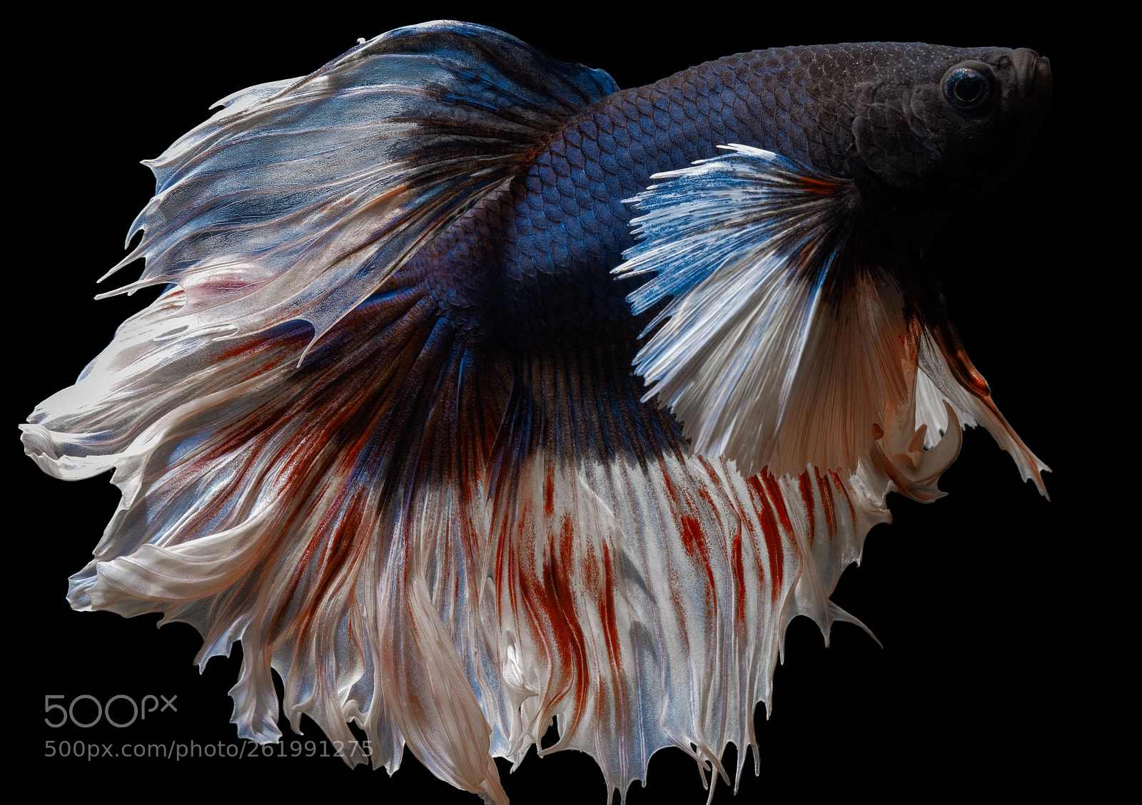 Fujifilm GFX 50S sample photo. Betta photography