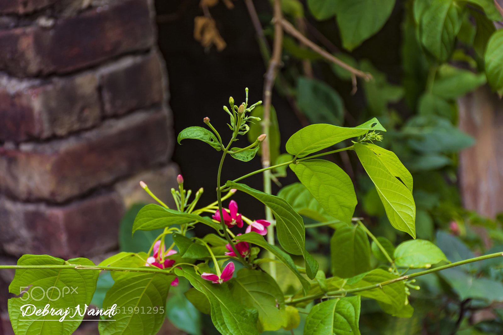Nikon D7200 sample photo. Unnoticed beauties photography