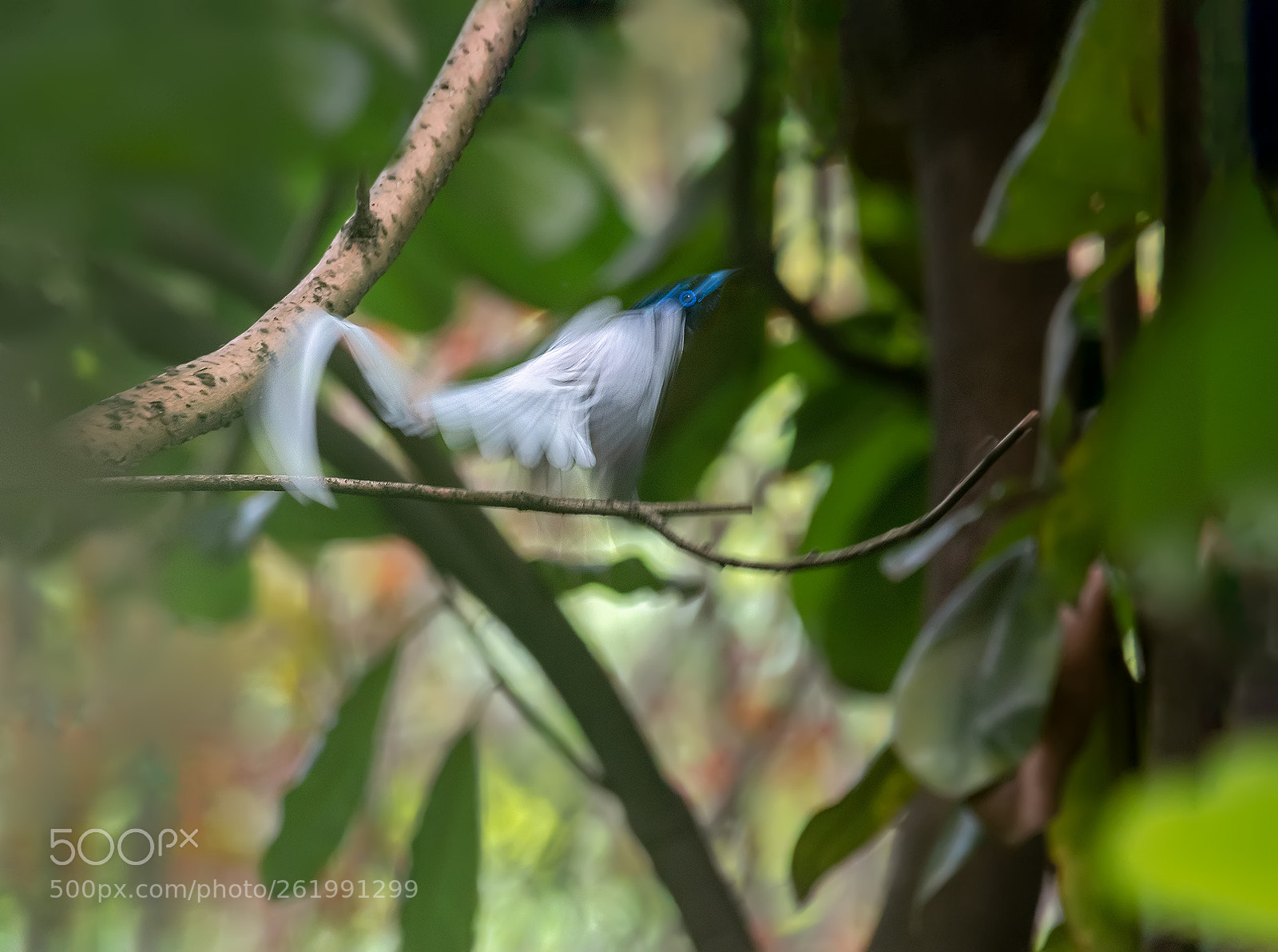 Nikon D7200 sample photo. 飞窜的绶带 photography