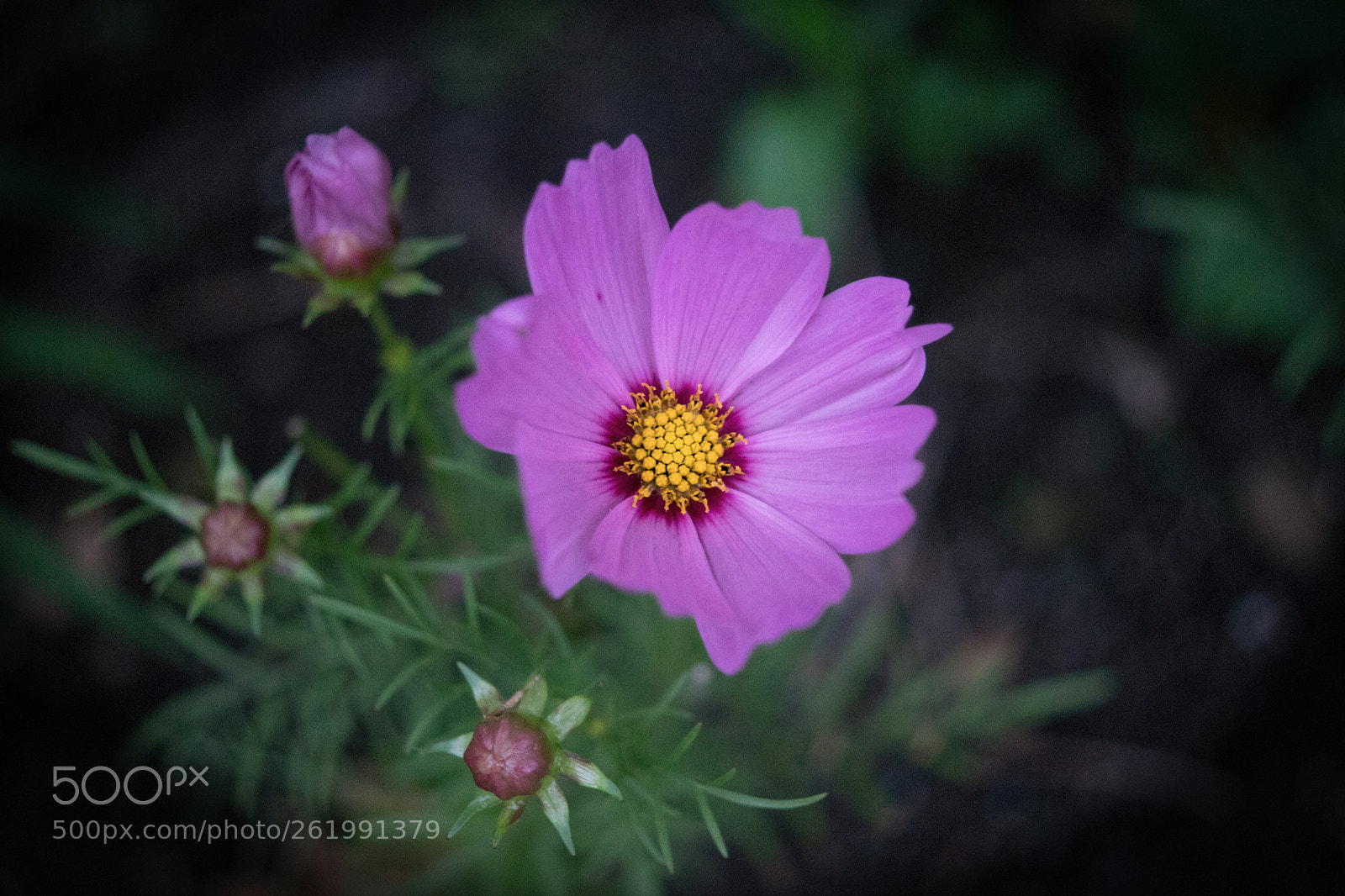 Sony SLT-A68 sample photo. Cosmos photography