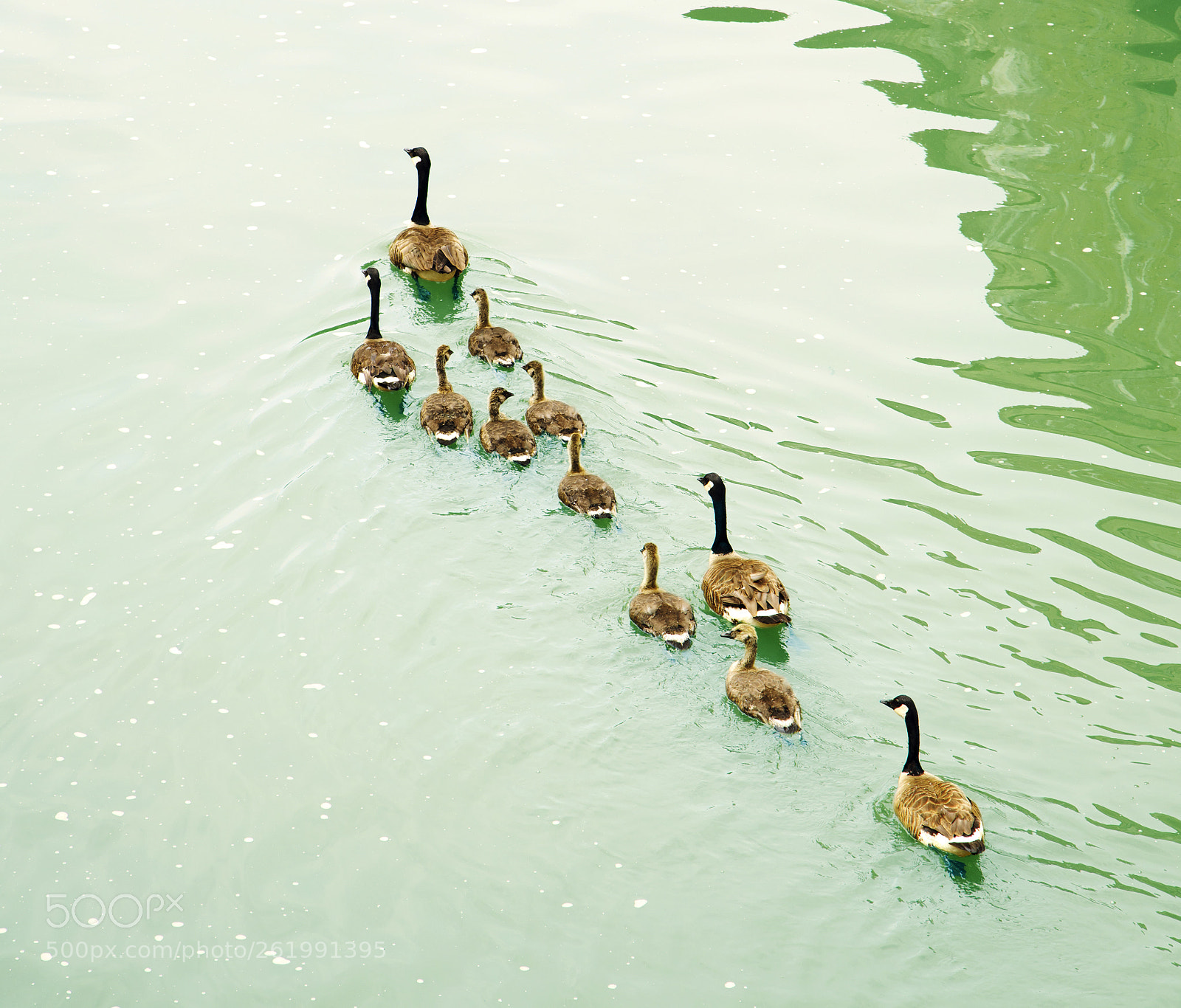 Canon EOS 5D Mark IV sample photo. Duck family with duck photography