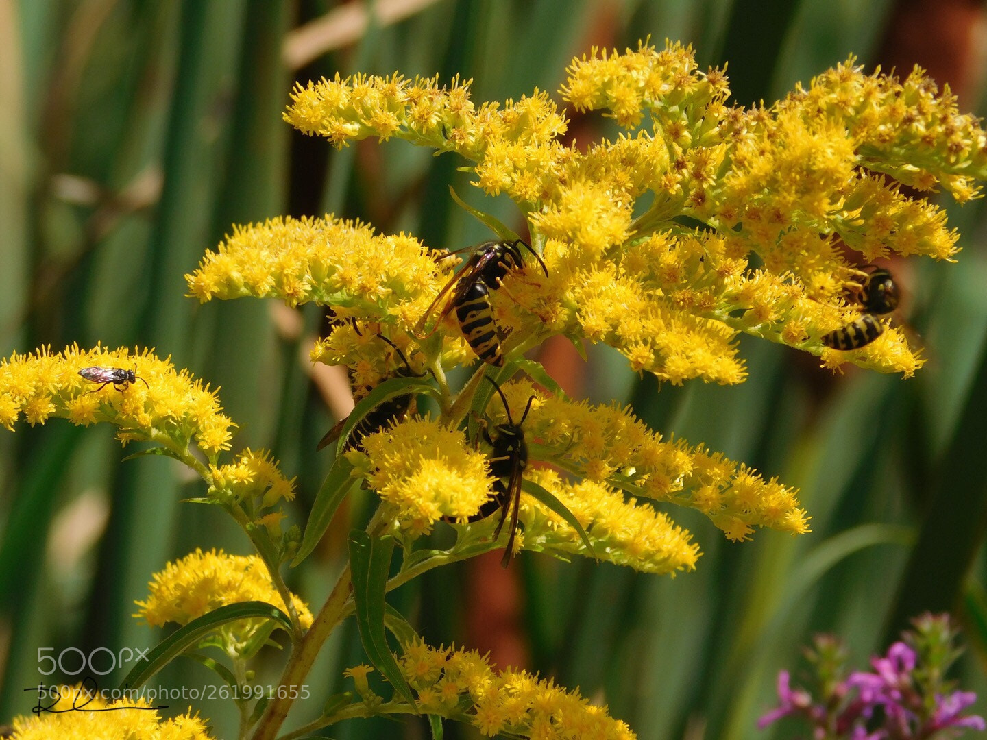 Nikon Coolpix L840 sample photo. Wildflower and bees  photography