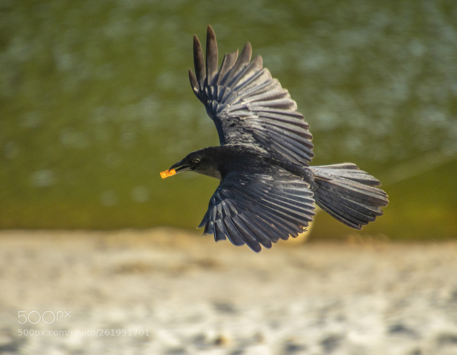 Canon EOS 77D (EOS 9000D / EOS 770D) sample photo. Crow photography