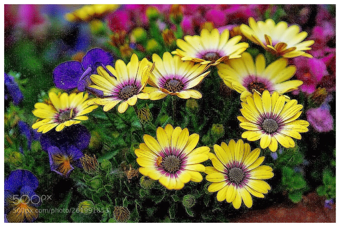 Sony a7 II sample photo. Daisy photography