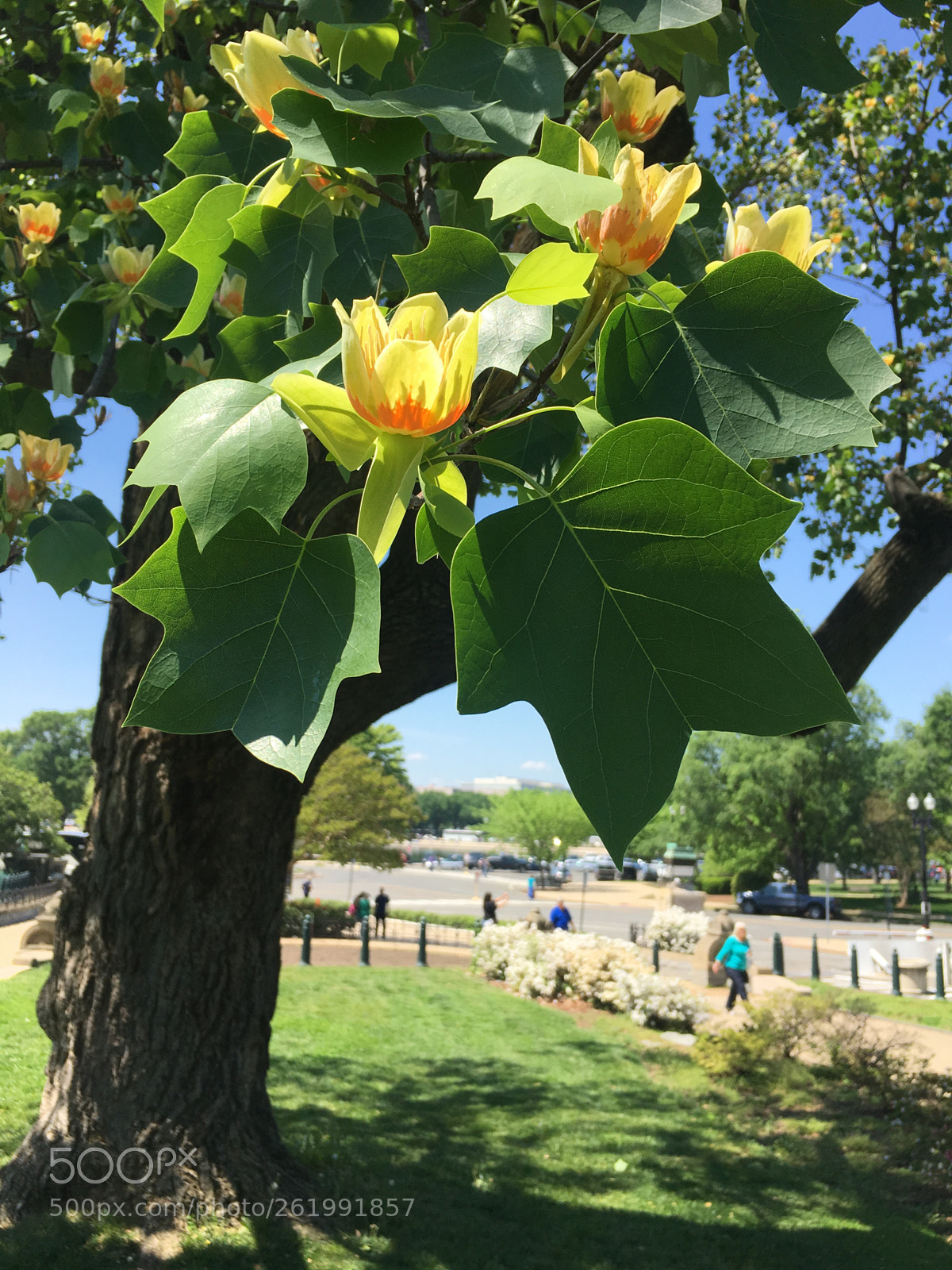 Apple iPhone 6s sample photo. Tulip poplar photography