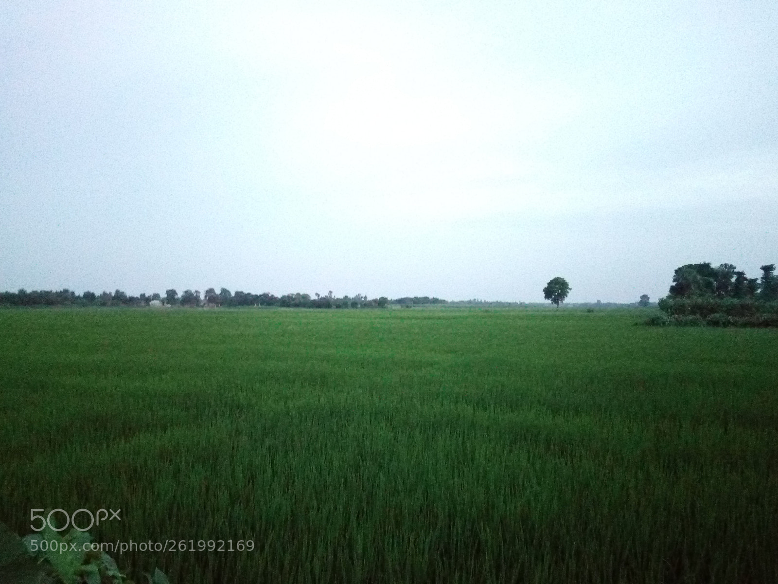 Panasonic P55 Novo 4G sample photo. Morning photography