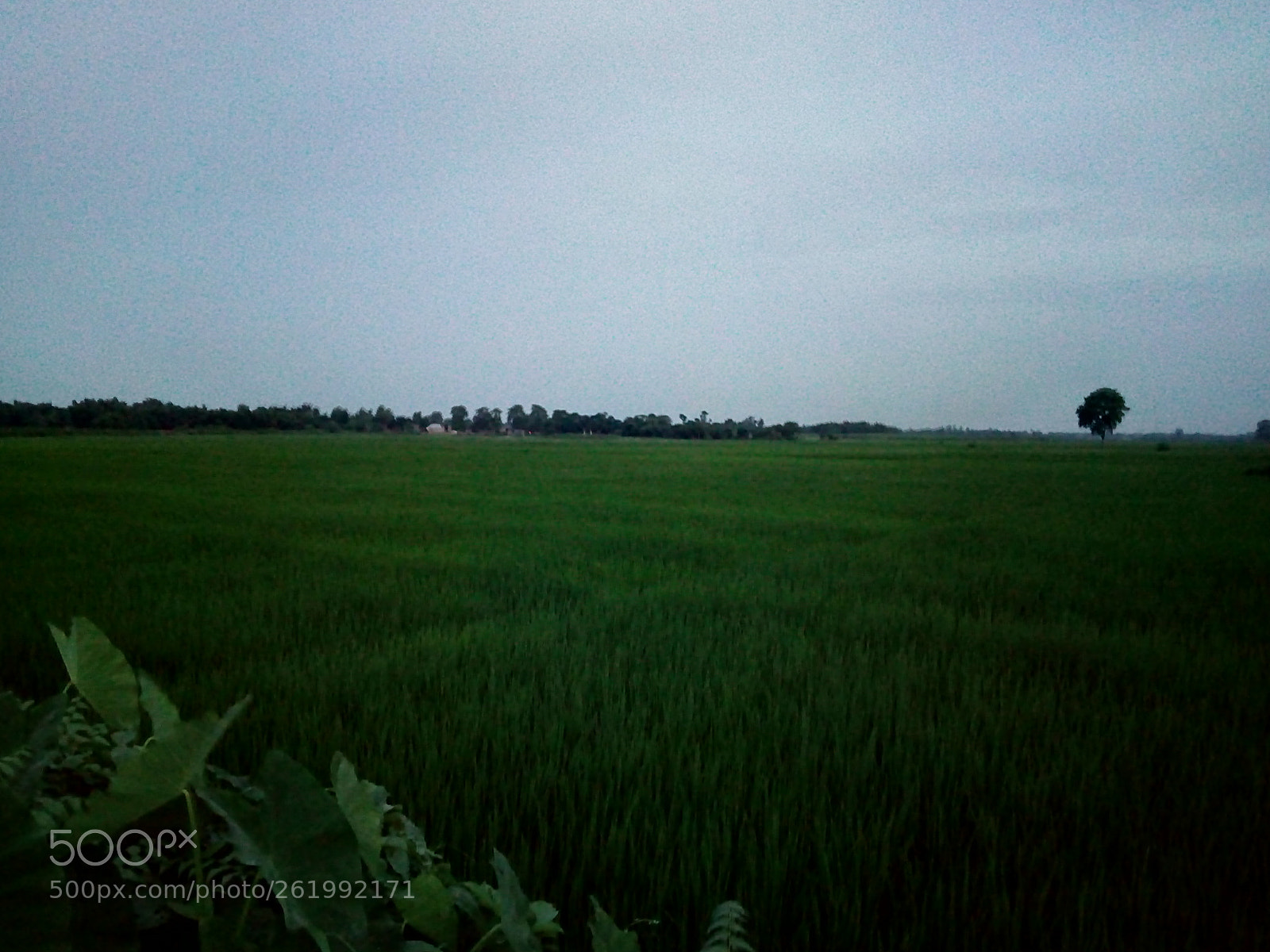 Panasonic P55 Novo 4G sample photo. Morning photography