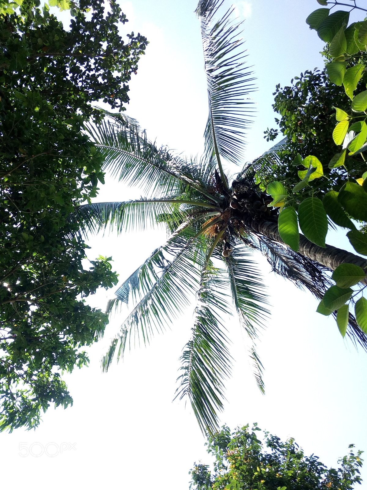 Panasonic P55 Novo 4G sample photo. Coconut photography