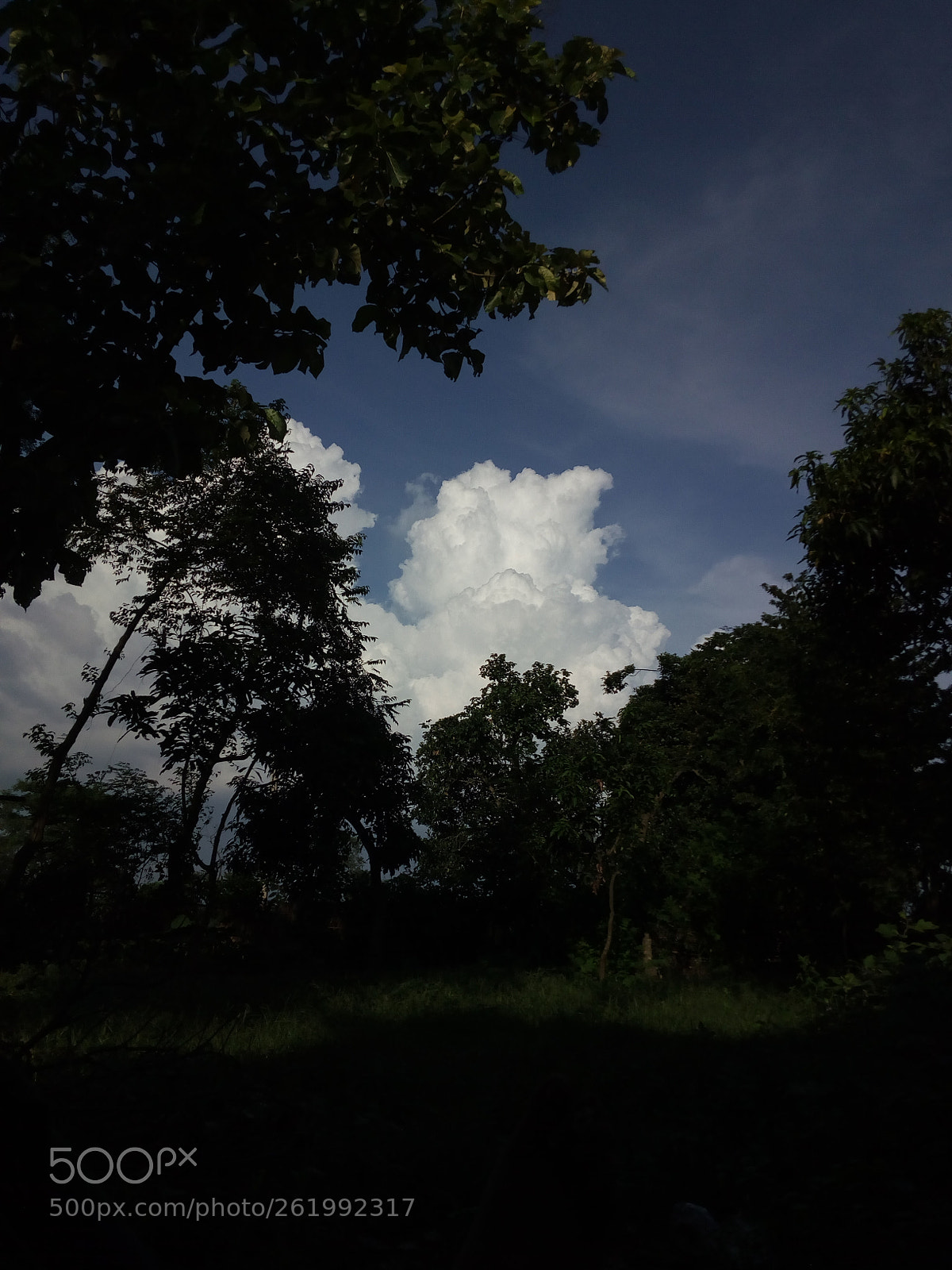Panasonic P55 Novo 4G sample photo. Natural photography