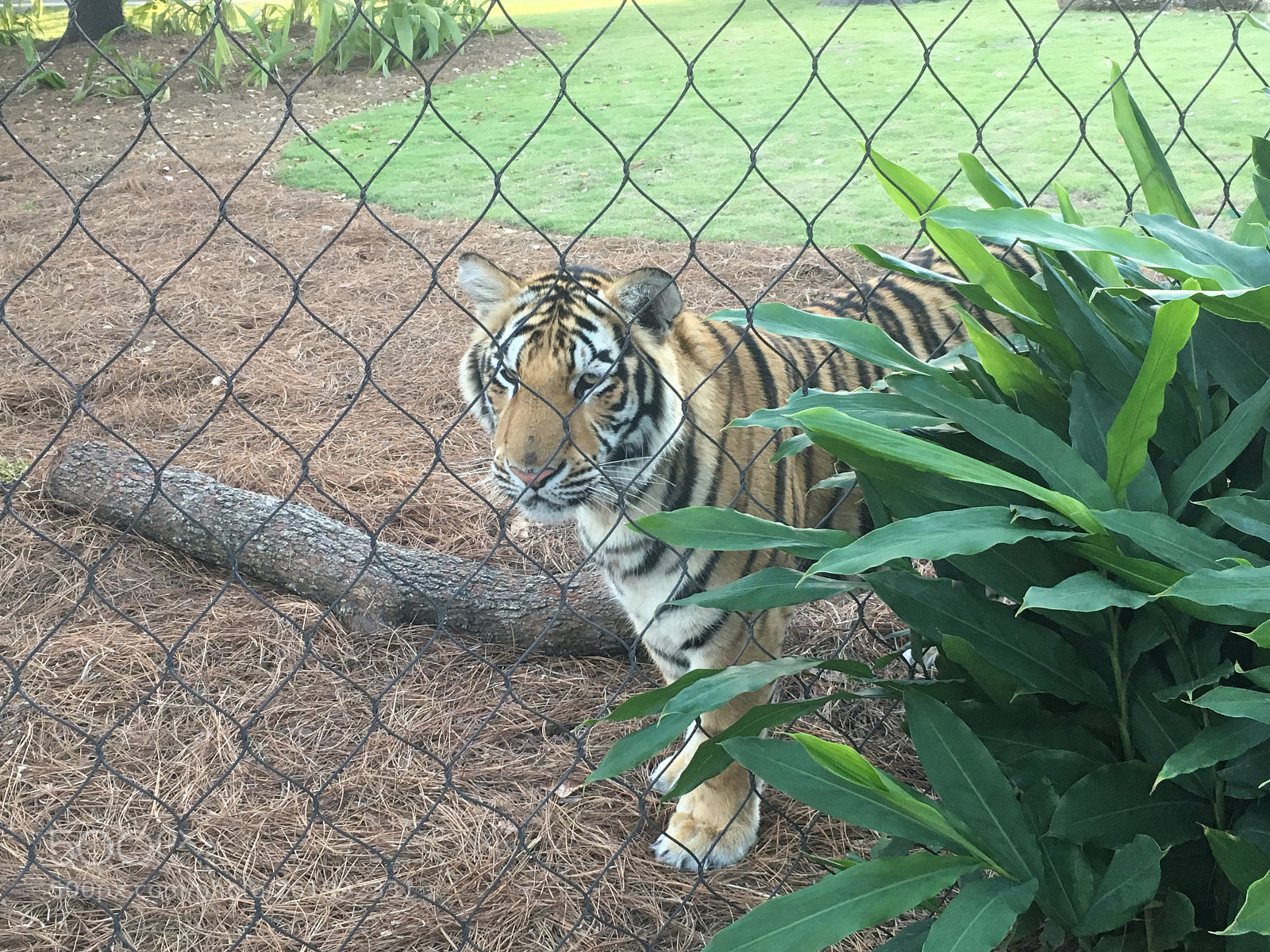 Apple iPhone 6s sample photo. Lsu's mike the tiger photography