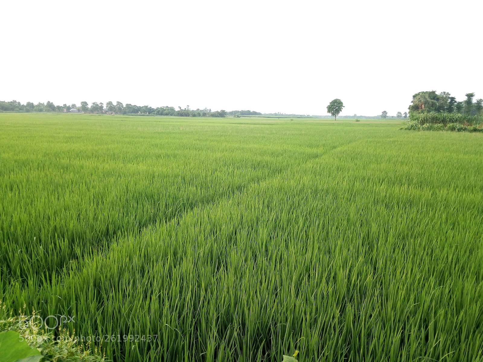 Panasonic P55 Novo 4G sample photo. Morninig photography