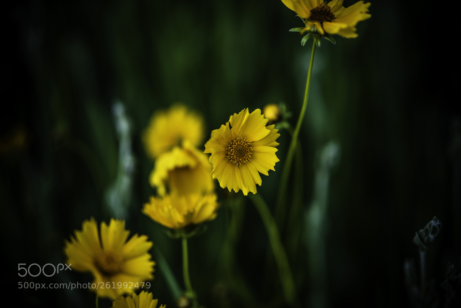Nikon D810 sample photo. The flowers. photography