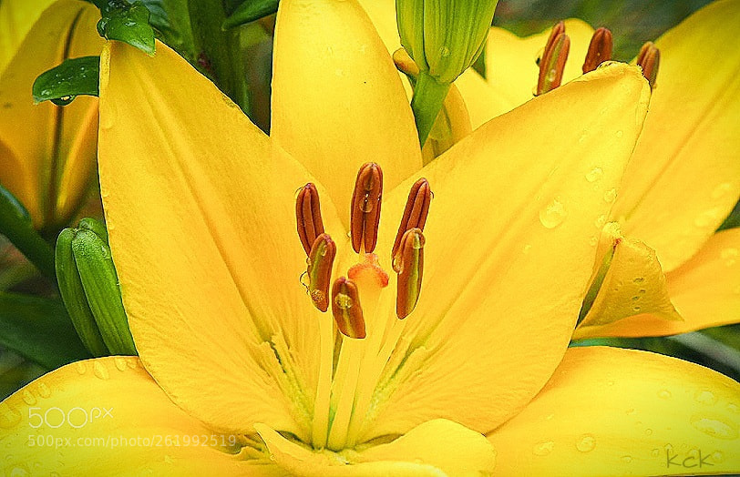 Olympus OM-D E-M10 II sample photo. After the rain. photography