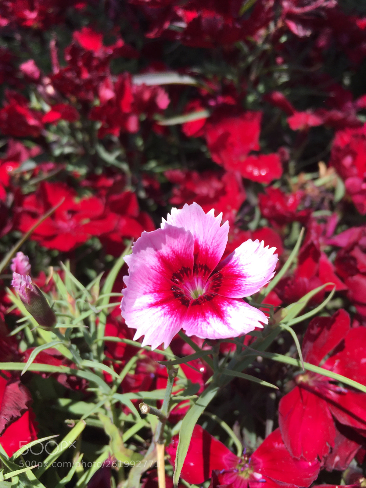 Apple iPhone SE sample photo. Untitled photography