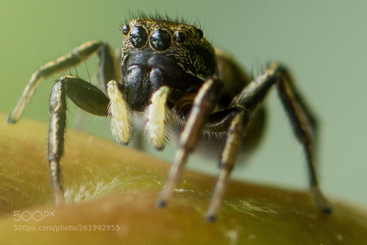 Nikon D7200 sample photo. Spider macro photography