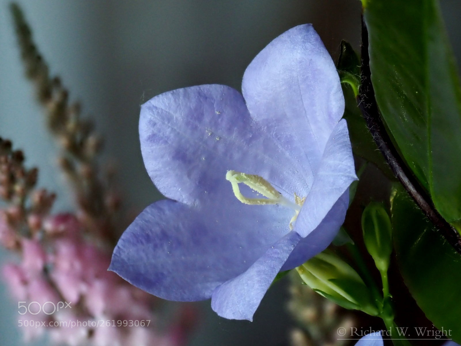 Olympus OM-D E-M1 Mark II sample photo. Bellflower photography