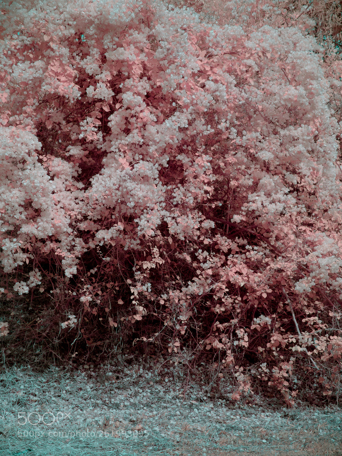 Panasonic Lumix DMC-GF3 sample photo. Infrared joaqui egidio pico photography