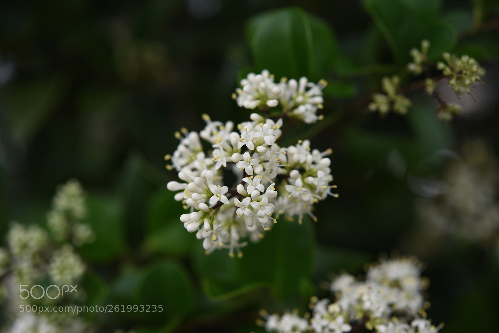 Nikon AF-S Micro-Nikkor 60mm F2.8G ED sample photo. ミズキ photography