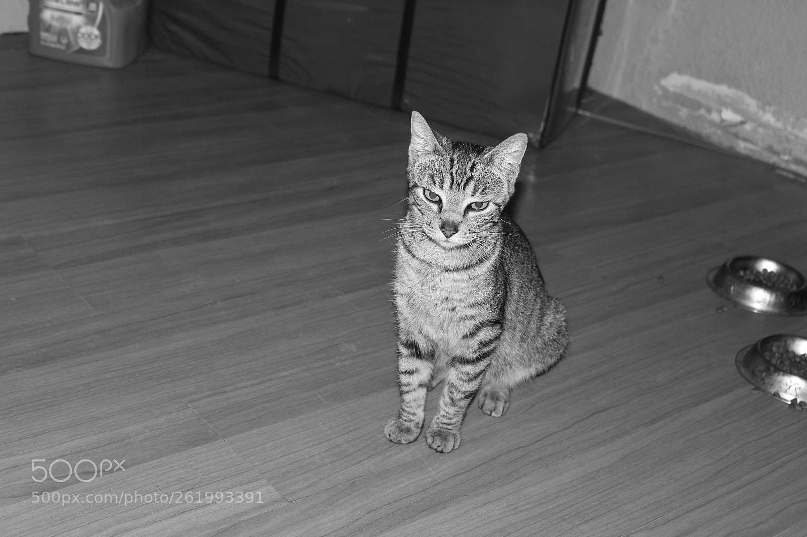 Canon EOS 700D (EOS Rebel T5i / EOS Kiss X7i) sample photo. Img photography