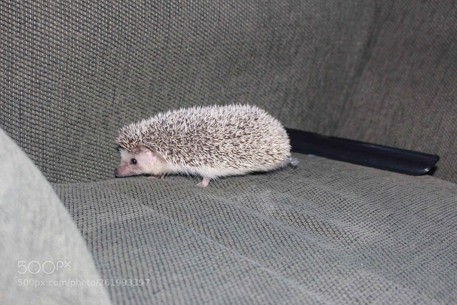 Canon EOS 700D (EOS Rebel T5i / EOS Kiss X7i) sample photo. Img photography