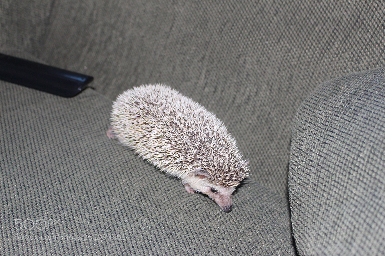 Canon EOS 700D (EOS Rebel T5i / EOS Kiss X7i) sample photo. Img photography